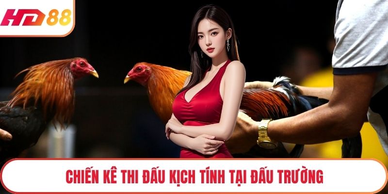 Chiến kê thi đấu kịch tính tại đấu trường