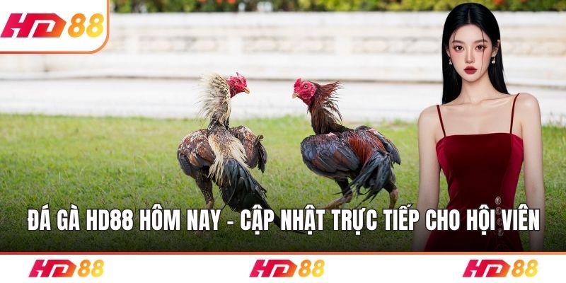 Đá gà HD88 hôm nay