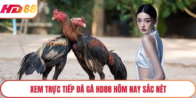 Xem trực tiếp đá gà HD88 hôm nay sắc nét